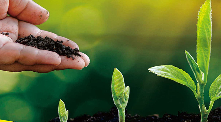 如何為冬春棚菜施肥？